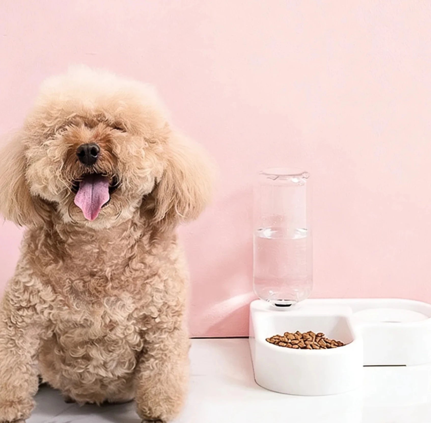 GAMELLE POUR CHIEN ( EAU INCLUS DEDANS )